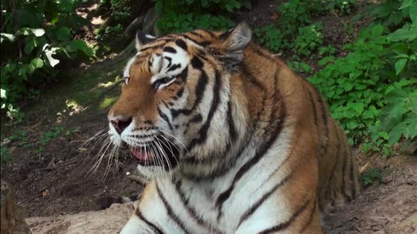 Tigre, um felino gracioso — Vídeo de Stock