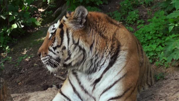 Tiger, eine anmutige Katze — Stockvideo
