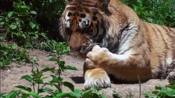 Tygr, půvabná kočkovitá šelma — Stock video