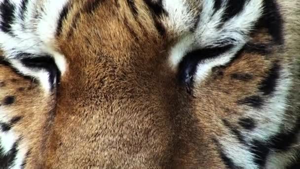 Tiger huvud med gröna ögon, artificiellt färgade, progressiv, apple prores 422hq — Stockvideo