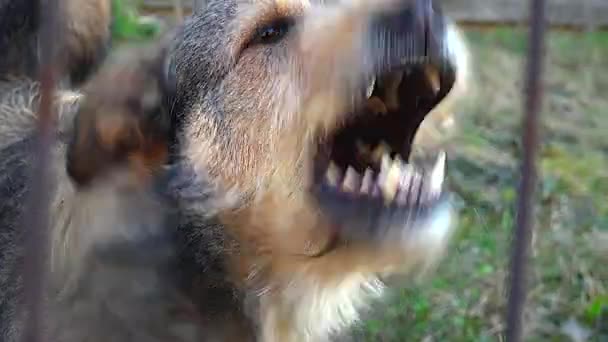 ULTRA HD 4K, em tempo real, cão guardião latindo com violência — Vídeo de Stock