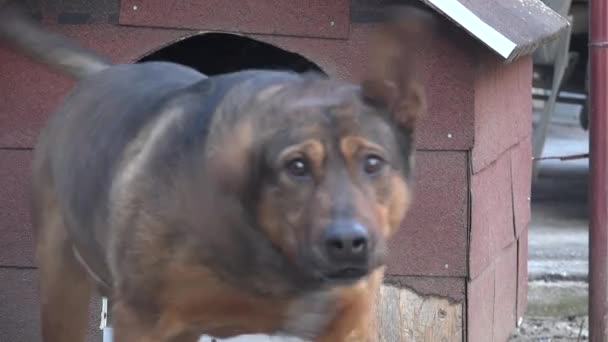 ULTRA HD 4K, en temps réel, chien gardien aboyant avec violence 