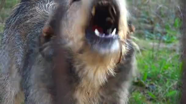 ULTRA HD 4K, en temps réel, chien gardien aboyant avec violence 