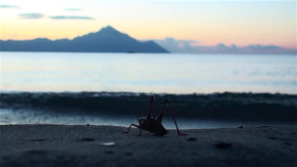 Reuze sprinkhaan zijn aan de kust bij zonsopgang — Stockvideo