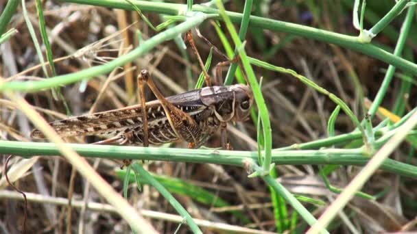 Enorma gräshoppa gömmer sig i bush — Stockvideo
