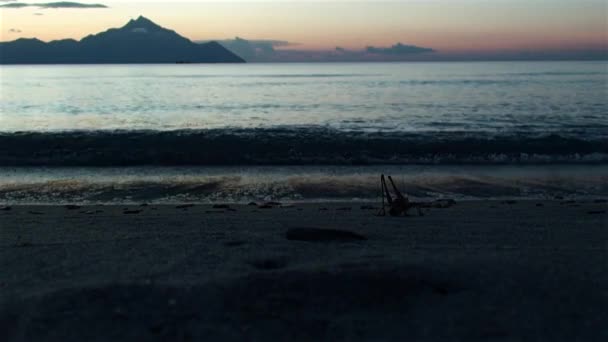 Reuze sprinkhaan zijn aan de kust bij zonsopgang — Stockvideo