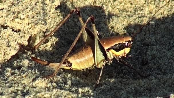 La sauterelle géante est au bord de la mer au lever du soleil — Video