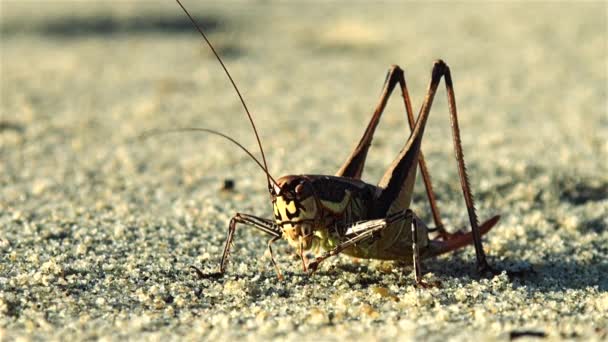 Cavalletta gigante sono sulla riva del mare all'alba — Video Stock