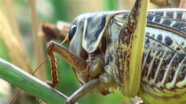 Enorme saltamontes escondido en arbusto — Vídeos de Stock