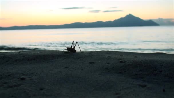Giant grasshopper are on the seashore at sunrise — Stock Video