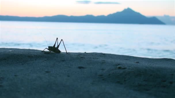 Giant grasshopper are on the seashore at sunrise — Stock Video