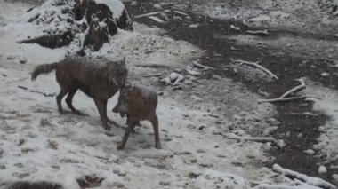 Kışın kurtlar, karlı ormanda karlı havada, donduklarında, gerginleştiklerinde, video izleriyle temizlendiklerinde....