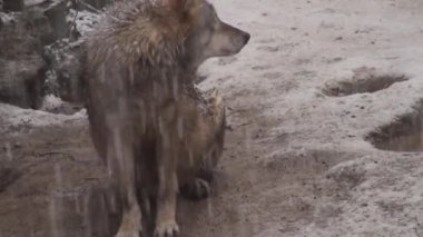 Kışın kurtlar, karlı ormanda karlı havada, donduklarında, gerginleştiklerinde, video izleriyle temizlendiklerinde....