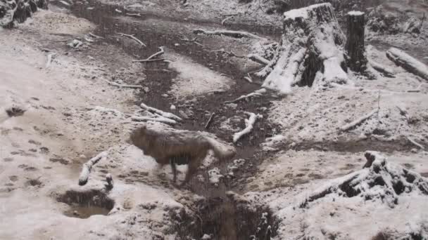 Wolves Winter Herd Behavior Snowy Forest Sleet Frost Become Tense — Stock Video