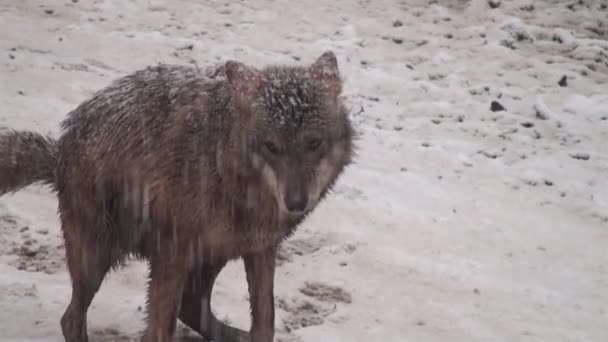 Wolven Winter Kuddegedrag Het Besneeuwde Bos Sneeuw Vorst Als Gespannen — Stockvideo