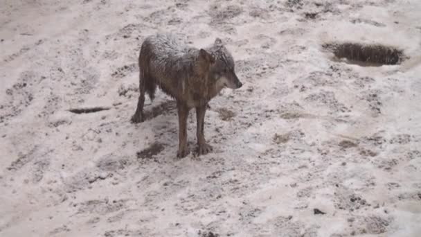 Вовки Взимку Стадна Поведінка Засніженому Лісі Плавці Морозі Коли Вони — стокове відео