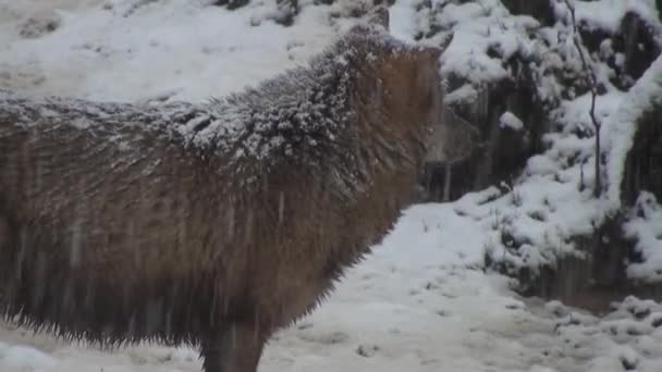 Λύκοι Χειμώνα Αγέλη Συμπεριφορά Στο Χιονισμένο Δάσος Στο Έλκηθρο Στον — Αρχείο Βίντεο