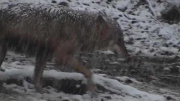 Lupi Inverno Comportamento Gregge Nella Foresta Innevata Sul Nevischio Sul — Video Stock