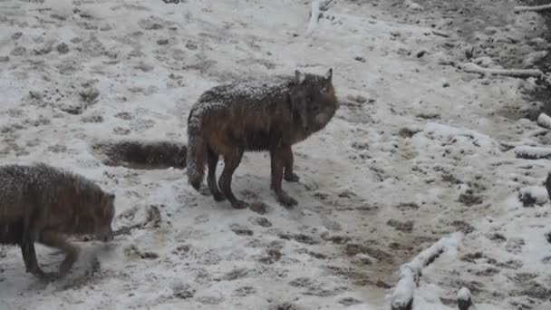 Wolven Winter Kuddegedrag Het Besneeuwde Bos Sneeuw Vorst Als Gespannen — Stockvideo