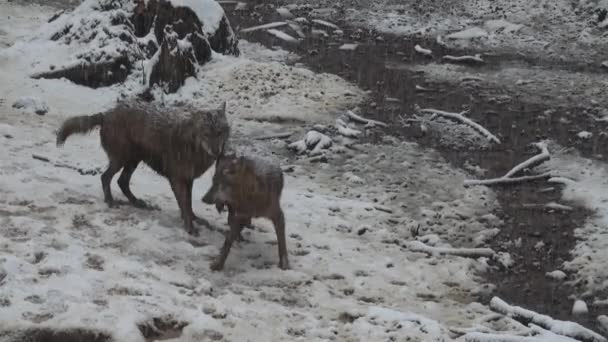 Λύκοι Χειμώνα Αγέλη Συμπεριφορά Στο Χιονισμένο Δάσος Στο Έλκηθρο Στον — Αρχείο Βίντεο