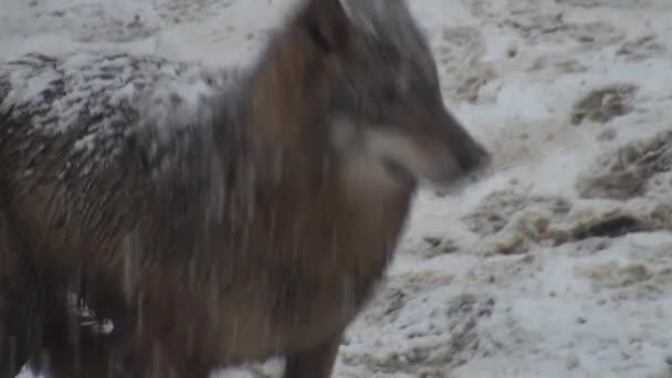 Vargar Vintern Flockbeteende Den Snöiga Skogen Slask Frost När Blir — Stockvideo