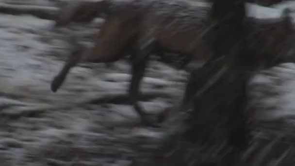 Vargar Vintern Flockbeteende Den Snöiga Skogen Slask Frost När Blir — Stockvideo