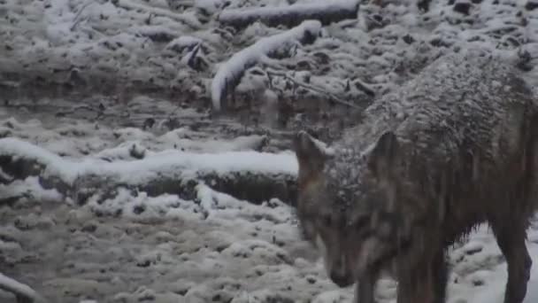 Farkasok Télen Csorda Viselkedés Havas Erdőben Ónos Esőben Fagy Amikor — Stock videók