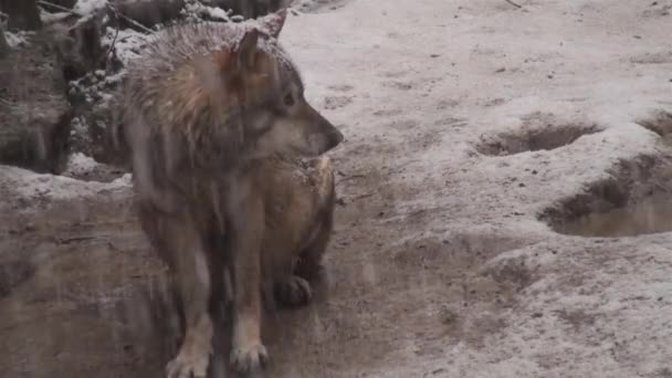 Vlci Zimě Stádní Chování Zasněženém Lese Sněhu Mrazu Když Jsou — Stock video