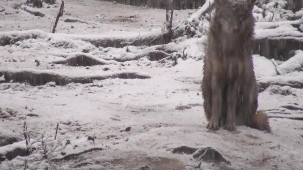 겨울에 늑대들은 눈덮인 숲에서 무리짓기를 위에서 무리짓기를 서리가 긴장을 비디오 — 비디오