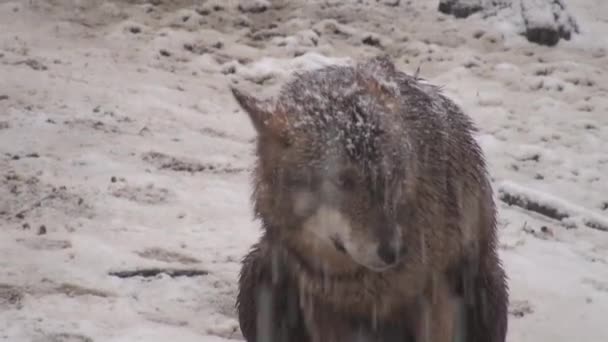 Vargar Vintern Flockbeteende Den Snöiga Skogen Slask Frost När Blir — Stockvideo