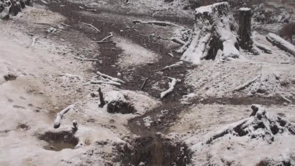 Vargar Vintern Flockbeteende Den Snöiga Skogen Slask Frost När Blir — Stockvideo