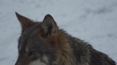 Kış mevsiminde kurtlar, karlı ormanda gerginleştiklerinde, donup kaldıklarında, video izleyicisiyle temizlendiklerinde, yavaş çekimde, davranışlarını toplarlar..