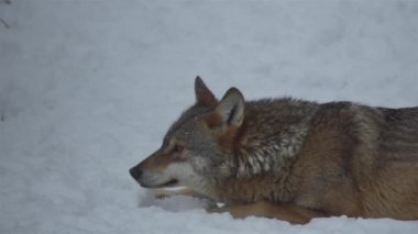 Kış mevsiminde kurtlar, karlı ormanda gerginleştiklerinde, donup kaldıklarında, video izleyicisiyle temizlendiklerinde, yavaş çekimde, davranışlarını toplarlar..