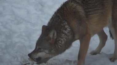 Kış mevsiminde kurtlar, karlı ormanda gerginleştiklerinde, donup kaldıklarında, video izleyicisiyle temizlendiklerinde, yavaş çekimde, davranışlarını toplarlar..