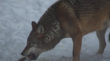 Kış mevsiminde kurtlar, karlı ormanda gerginleştiklerinde, donup kaldıklarında, video izleyicisiyle temizlendiklerinde, yavaş çekimde, davranışlarını toplarlar..
