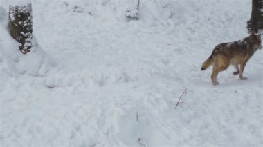 Kış mevsiminde kurtlar, karlı ormanda gerginleştiklerinde, donup kaldıklarında, video izleyicisiyle temizlendiklerinde, yavaş çekimde, davranışlarını toplarlar..