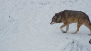 Kış mevsiminde kurtlar, karlı ormanda gerginleştiklerinde, donup kaldıklarında, video izleyicisiyle temizlendiklerinde, yavaş çekimde, davranışlarını toplarlar..