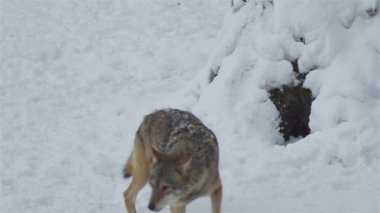 Kış mevsiminde kurtlar, karlı ormanda gerginleştiklerinde, donup kaldıklarında, video izleyicisiyle temizlendiklerinde, yavaş çekimde, davranışlarını toplarlar..