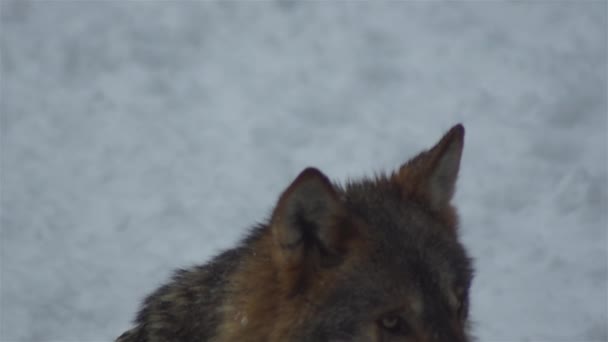 Wolves Winter Time Pack Behavior Snowy Forest Frost Become Tense — Stock Video