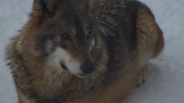 彼らが緊張すると霜の上に雪の森の中で動きをパックし 冬の時間にオオカミは ビデオの復唱者できれいになり スローモーション — ストック動画