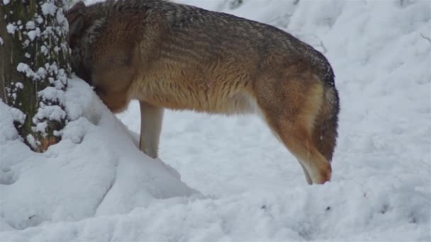 彼らが緊張すると霜の上に雪の森の中で動きをパックし 冬の時間にオオカミは ビデオの復唱者できれいになり スローモーション — ストック動画