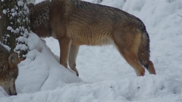 Serigala Musim Dingin Pak Perilaku Hutan Bersalju Pada Embun Beku — Stok Video