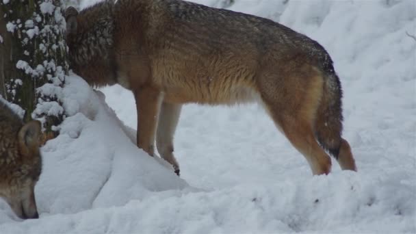 Wölfe Winter Rudelverhalten Verschneiten Wald Bei Frost Wenn Sie Angespannt — Stockvideo