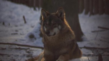 Kış mevsiminde kurtlar, karlı ormanda gerginleştiklerinde, donup kaldıklarında, video izleyicisiyle temizlendiklerinde, yavaş çekimde, davranışlarını toplarlar..