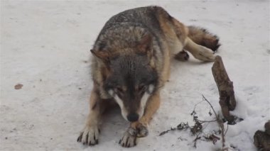 Kış mevsiminde kurtlar, karlı ormanda gerginleştiklerinde, donup kaldıklarında, video izleyicisiyle temizlendiklerinde, yavaş çekimde, davranışlarını toplarlar..