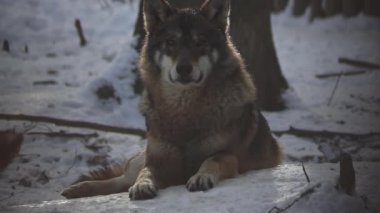 Kış mevsiminde kurtlar, karlı ormanda gerginleştiklerinde, donup kaldıklarında, video izleyicisiyle temizlendiklerinde, yavaş çekimde, davranışlarını toplarlar..