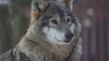 Kış mevsiminde kurtlar, karlı ormanda gerginleştiklerinde, donup kaldıklarında, video izleyicisiyle temizlendiklerinde, yavaş çekimde, davranışlarını toplarlar..