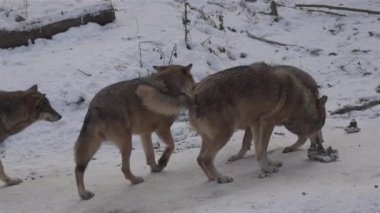 Kış mevsiminde kurtlar, karlı ormanda gerginleştiklerinde, donup kaldıklarında, video izleyicisiyle temizlendiklerinde, yavaş çekimde, davranışlarını toplarlar..