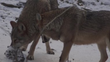 Kış mevsiminde kurtlar, karlı ormanda gerginleştiklerinde, donup kaldıklarında, video izleyicisiyle temizlendiklerinde, yavaş çekimde, davranışlarını toplarlar..