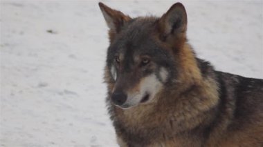 Kış mevsiminde kurtlar, karlı ormanda gerginleştiklerinde, donup kaldıklarında, video izleyicisiyle temizlendiklerinde, yavaş çekimde, davranışlarını toplarlar..